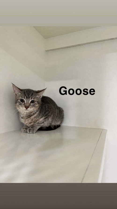 GOOSE - Domestic Short Hair available for adoption