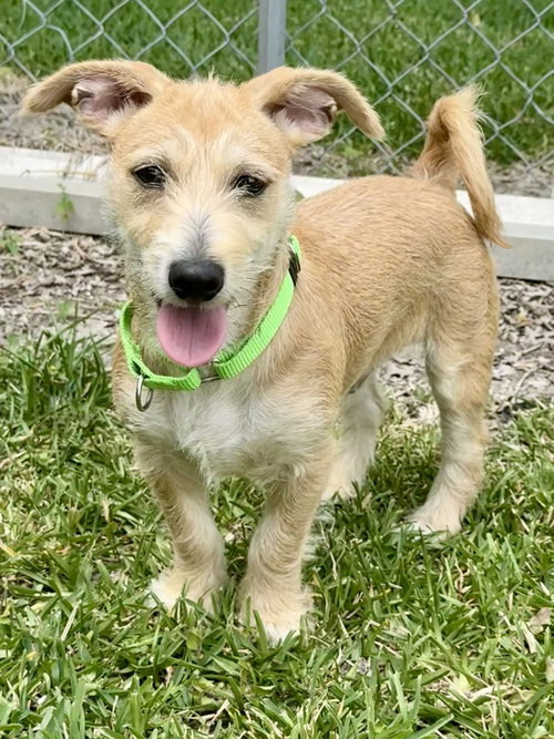TOM - Terrier available for adoption
