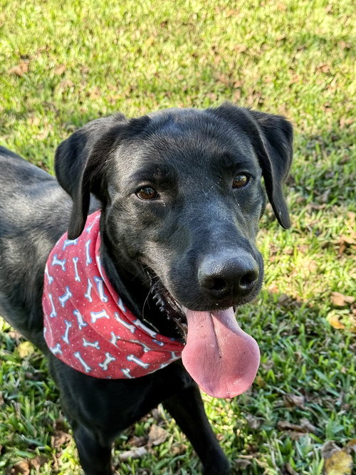 BRUNO MARS - Terrier available for adoption