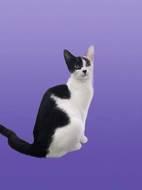 Gale, an adoptable Domestic Short Hair in San Leon, TX
