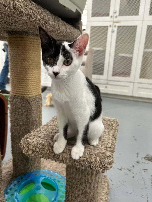 GALE - Domestic Short Hair available for adoption