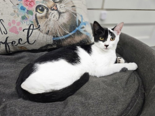 Gale, Baby Domestic Short Hair, cat for adoption in League City, Texas