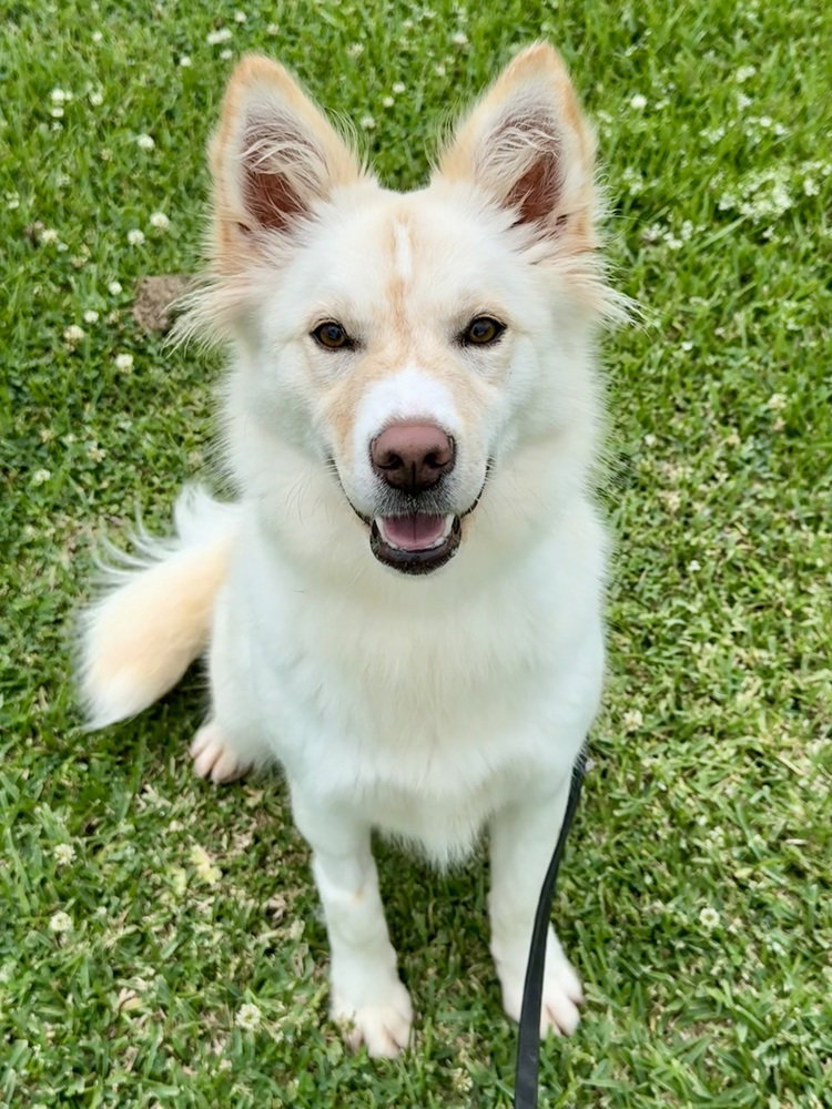 Piper Image