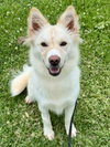 Piper - Photo 1