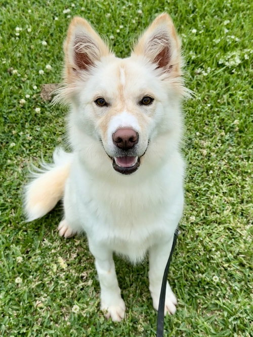 Piper, an adoptable Terrier in San Leon, TX