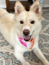 Piper - Photo 3