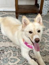 Piper - Photo 4