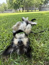 Allie - Photo 2