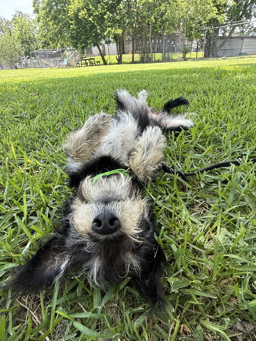 ALLIE - Terrier available for adoption
