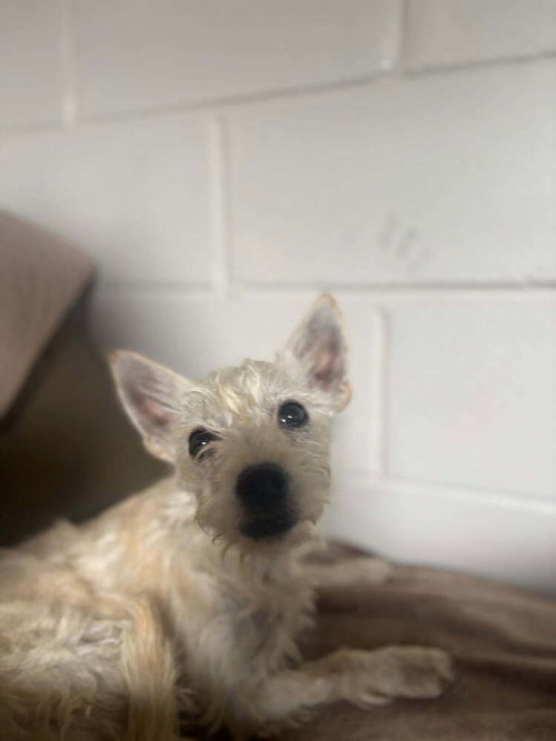 June, an adoptable Terrier in San Leon, TX