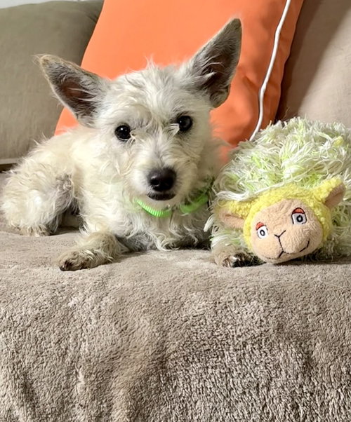 June, an adoptable Terrier in San Leon, TX