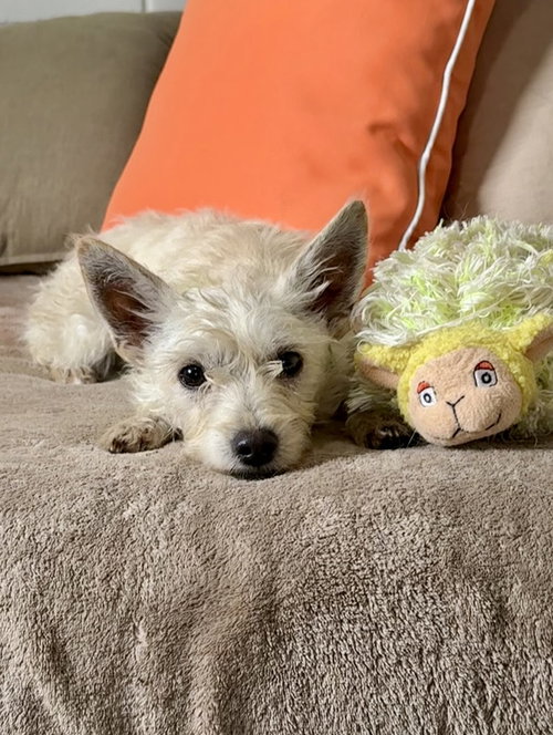 JUNE - Terrier available for adoption