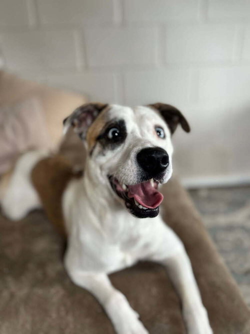Lilah, an adoptable Terrier in San Leon, TX