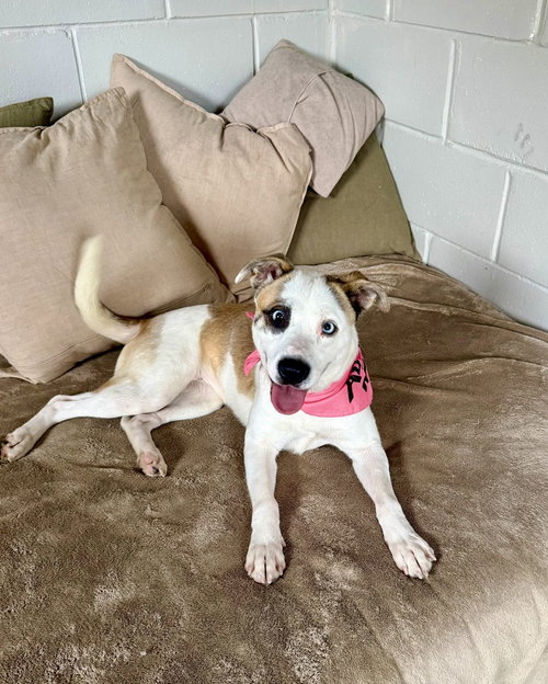 LILAH - Terrier available for adoption