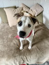 Lilah - Photo 3