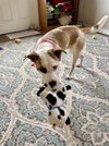 Lilah - Photo 4