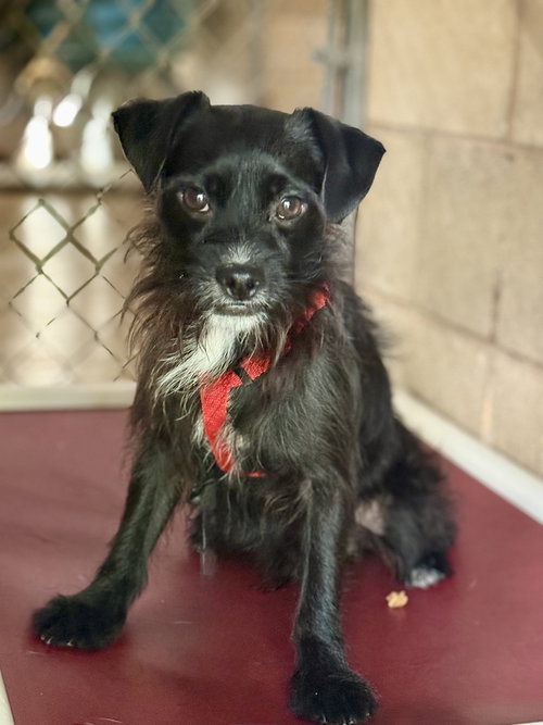 Chimpas, an adoptable Terrier in San Leon, TX