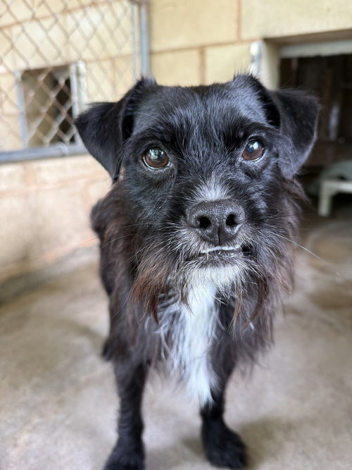 Chimpas, an adoptable Terrier in San Leon, TX