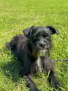 Chimpas - Photo 4