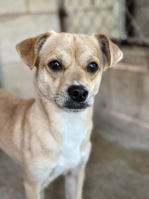 Leo, an adoptable Terrier in San Leon, TX