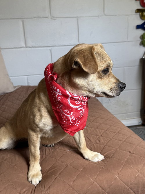 LEO - Terrier available for adoption