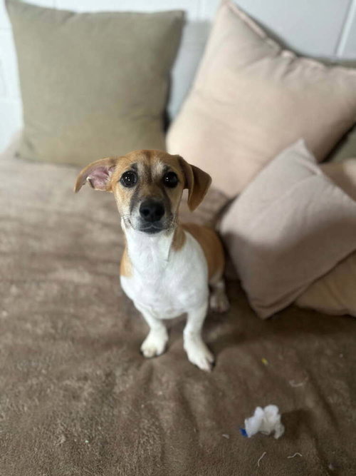 Jerry, an adoptable Terrier in San Leon, TX