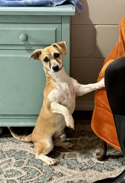 Jerry, an adoptable Terrier in San Leon, TX