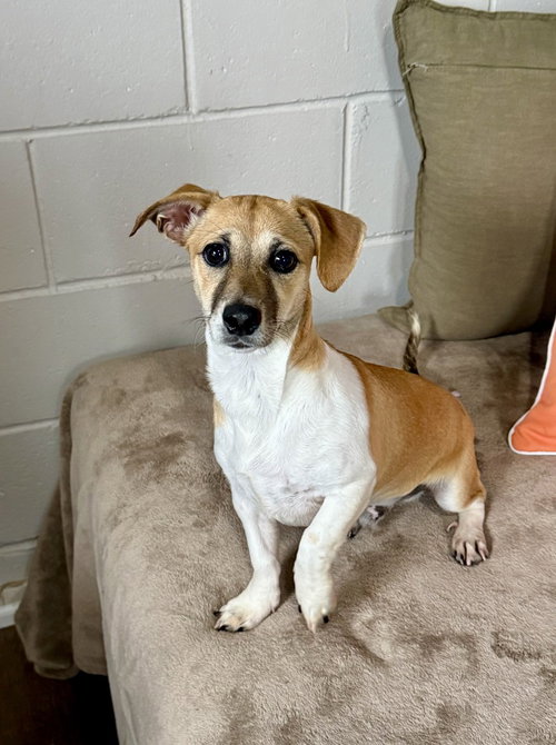 JERRY - Terrier available for adoption