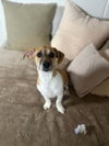 Jerry - Photo 4