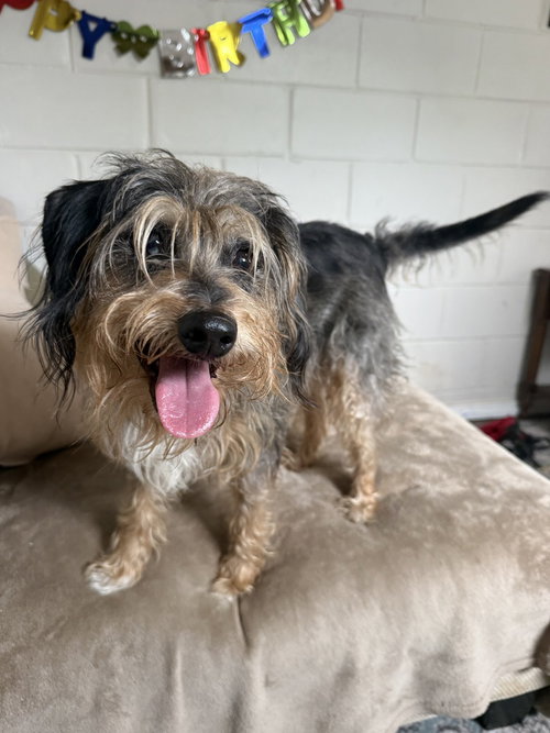 Shaggy, an adoptable Terrier in San Leon, TX