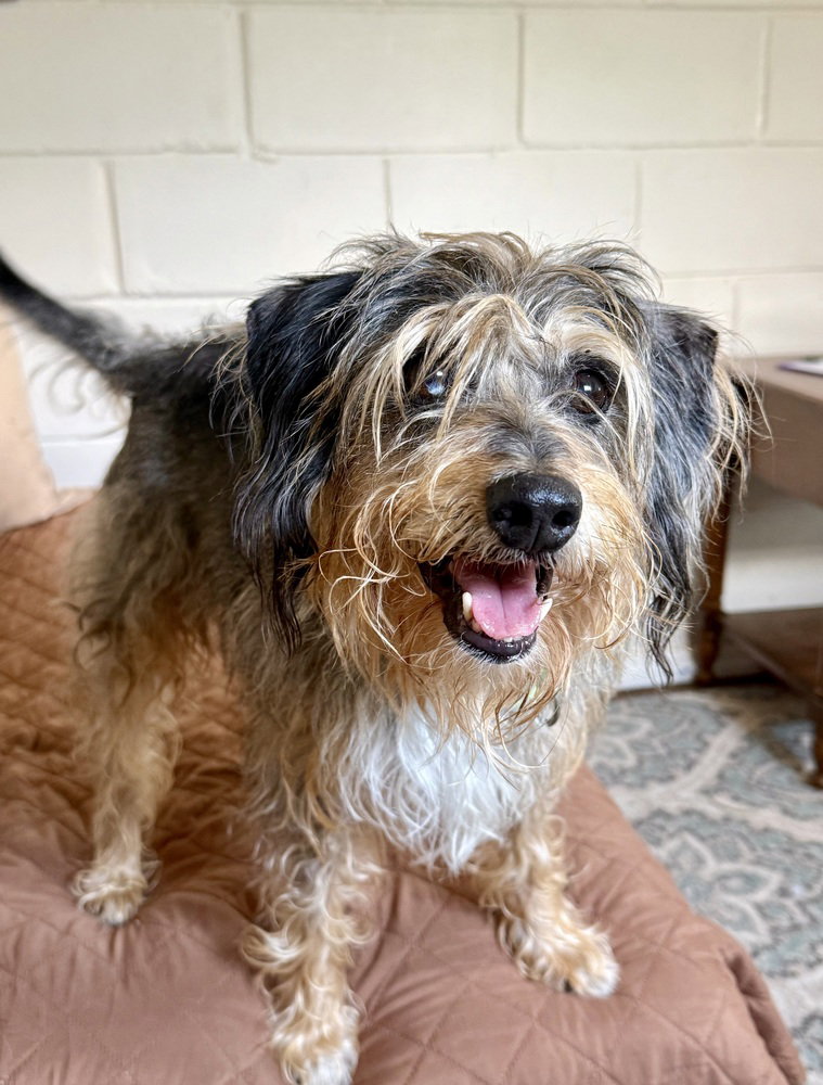Shaggy Image