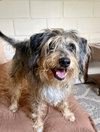 Shaggy - Photo 1