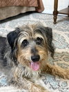 Shaggy - Photo 2