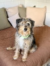 Shaggy - Photo 3