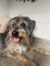 Shaggy - Photo 4