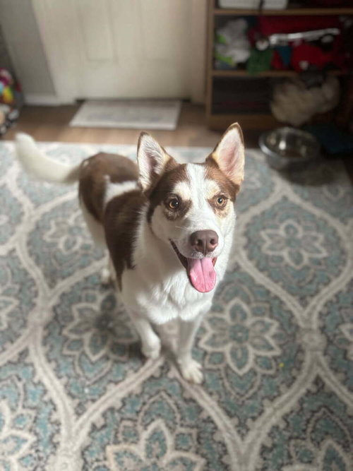 Mojo