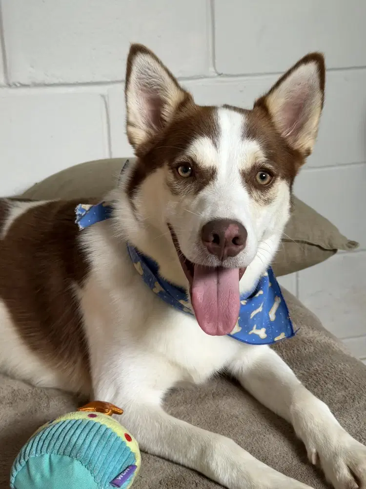 Mojo - Husky