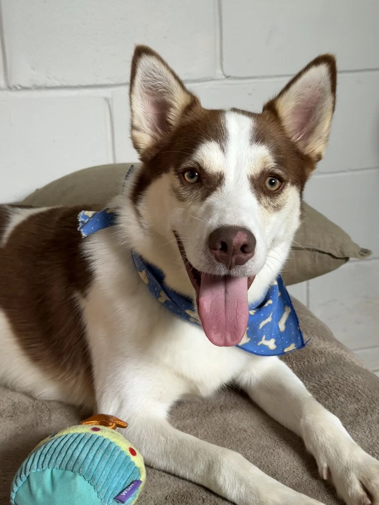 Mojo
