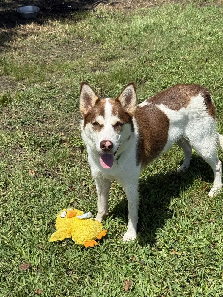 Mojo image 2