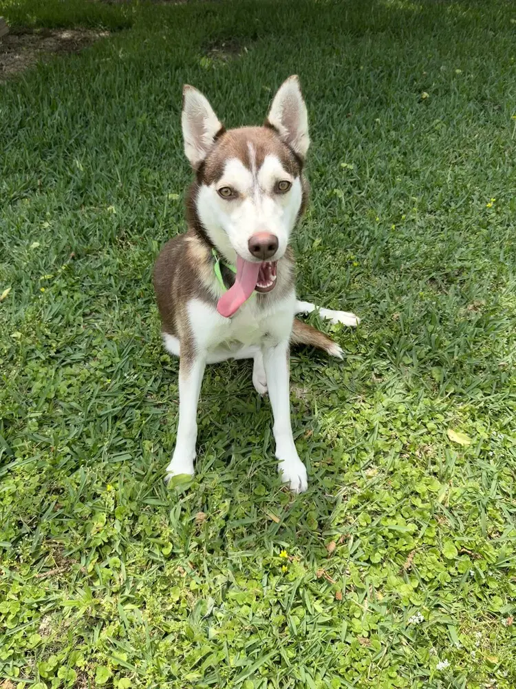 Sugar - Husky