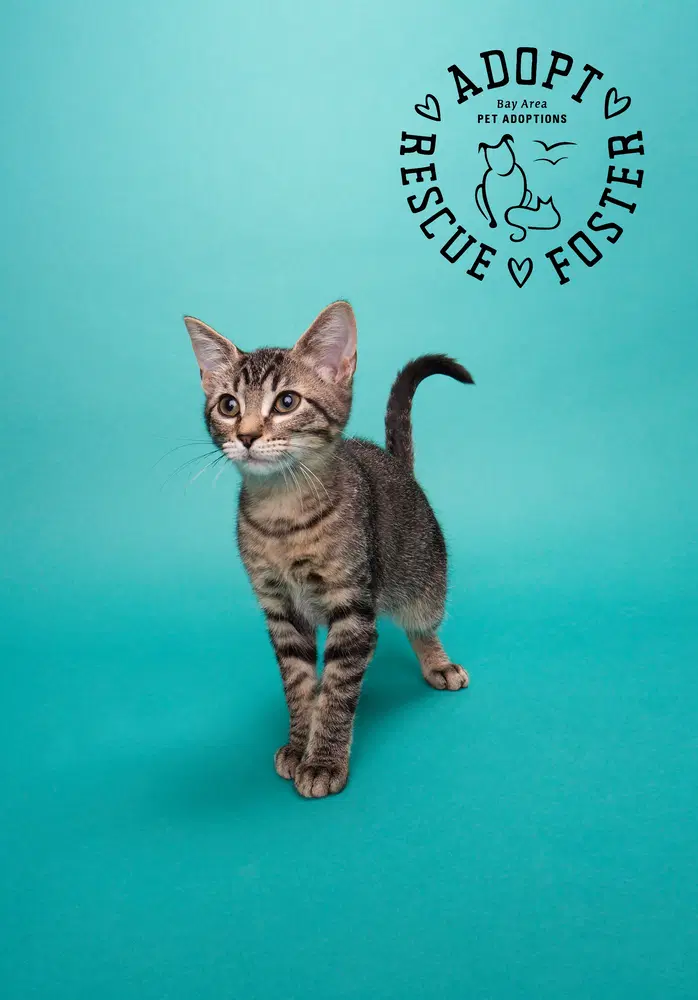 Lucy - Domestic Medium Hair
