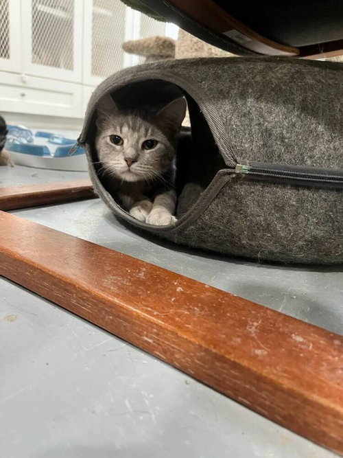 Dipsy, an adoptable Domestic Short Hair in San Leon, TX