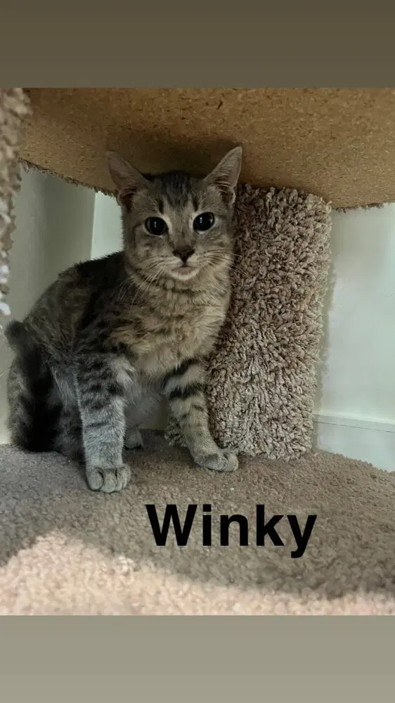 Winky - Domestic Short Hair
