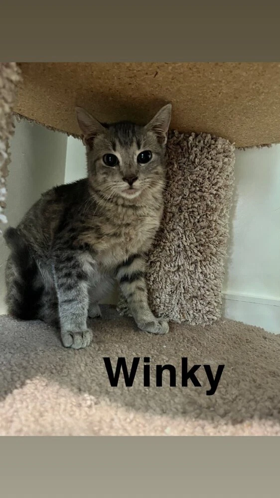 Winky