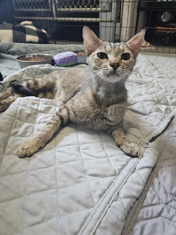 Rowena - Domestic Short Hair