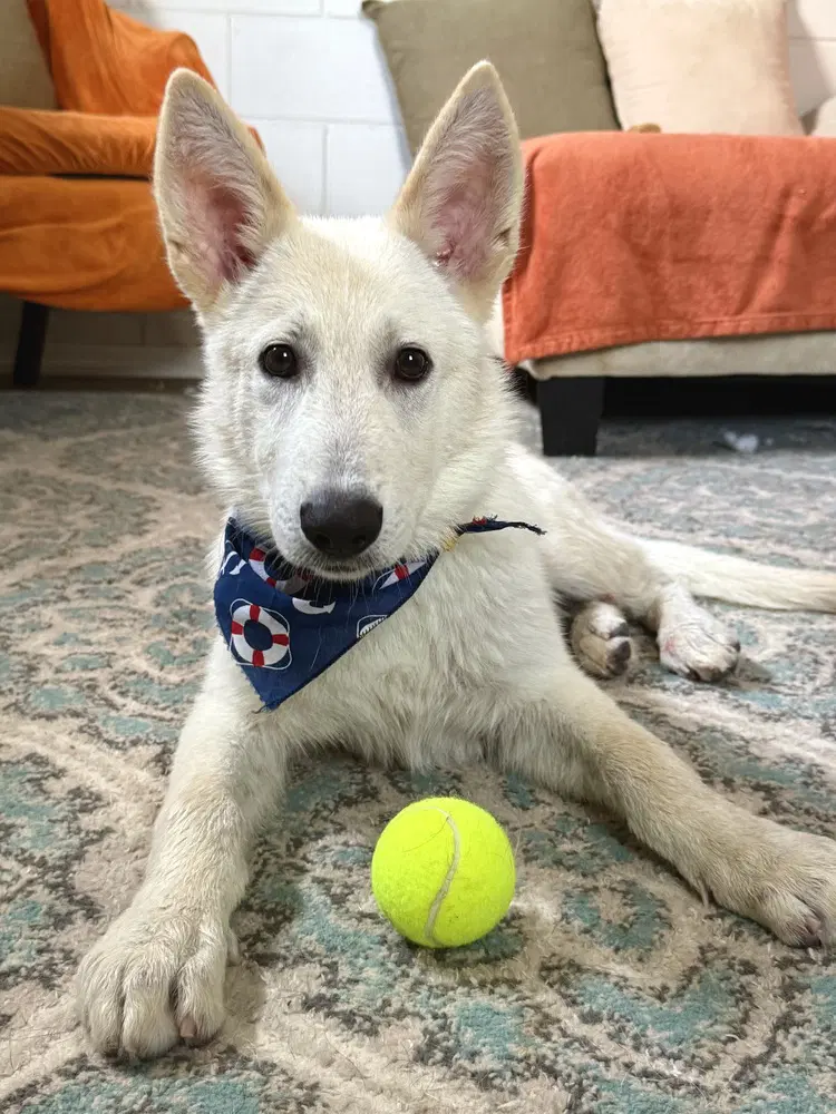 Ghost - German Shepherd Dog