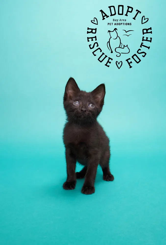 Ezra - Domestic Medium Hair