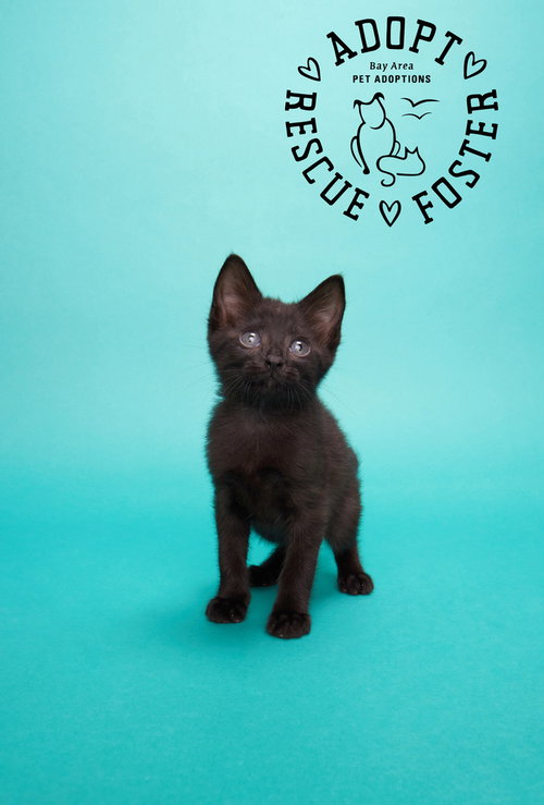 Ezra, a cat for adoption from Bay Area Pet Adoptions/SPCA