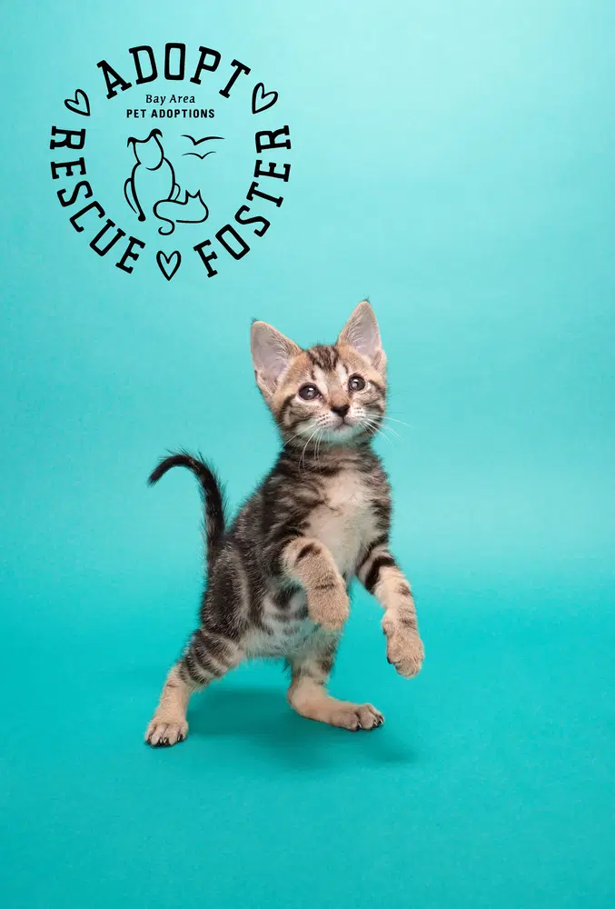 Mira - Domestic Medium Hair
