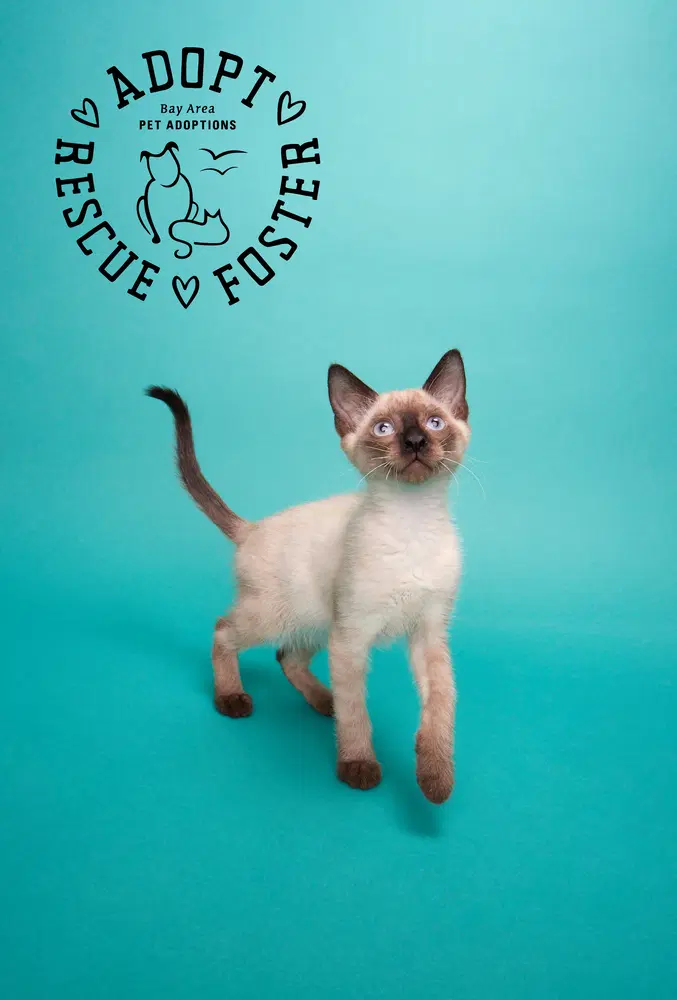 Natsu - Domestic Short Hair